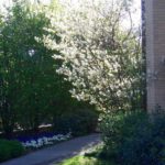 realizzazione-giardino-milan