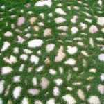 realizzazione-giardino-pederobba-treviso